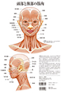 美容ポスター 骨格筋・頭部と頸部の筋肉(両面)
